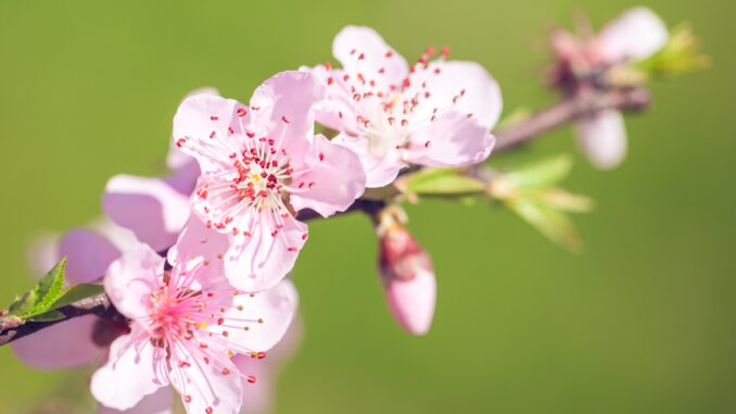 close-up-pink-peach-blossom-flowers-tree-branch-spring-time-min