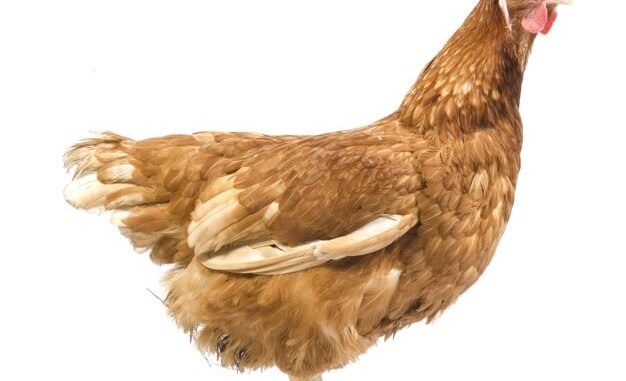gallina-min